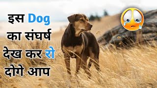 A Dogs Way Home 2019 Movie Explained In Hindi  Hollywood Explained In Hindi  Movie Explaination [upl. by Nas304]