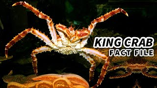 King Crab Facts NOT a REAL CRAB  Animal Fact Files [upl. by Teodoro]