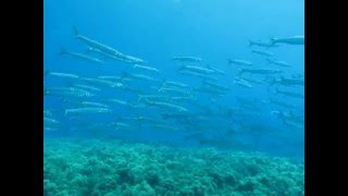 BARRACUDA Sphyraena sphyraena [upl. by Yenttirb]