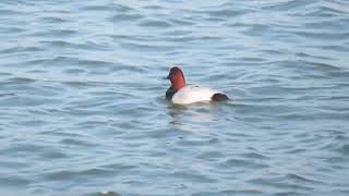 Common Pochard Aythya ferina Tafeleend Landtong Rozenburg ZH the Netherlands 4 Nov 2024 55 [upl. by Burkitt]