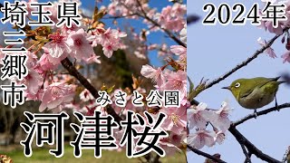 【河津桜】2024年 満開の河津桜！「みさと公園」をご紹介【埼玉県】 [upl. by Gerianna444]