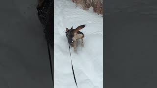 Luna sees some weird looking dogs muledeer colorado snow mountainlife [upl. by Nelyt]