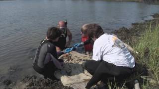 How Science Gets Done Researching Invasive Tunicates on Martha’s Vineyard [upl. by Saylor]