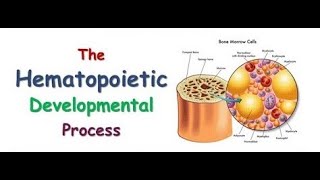 Hematology  The Hematopoietic Developmental Process [upl. by Raasch906]