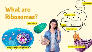 Ribosomes Explained I Science with Yash [upl. by Migeon]