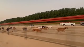 Greyhound x Saluki Male Race 17Km Distance [upl. by Angil]