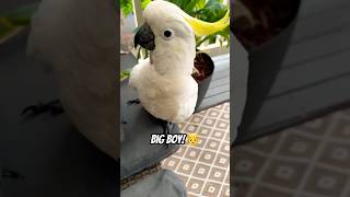 Cockatoo has Grown Real BIG this Winter bird parrot tricks shocked [upl. by Felicity194]