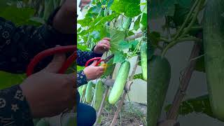 The Perfect Method For Growing Cucumbers For Beginners [upl. by Rahcir865]