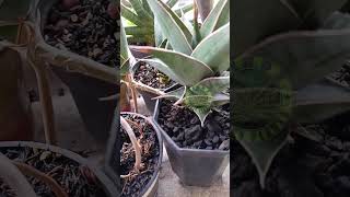 Sansevieria pinguicula Greengarden plantlover nature sansevieria shorts [upl. by Matuag]