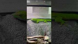 My Madagascan day gecko [upl. by Aisayn618]