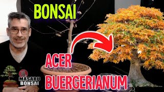 COMO EMPEZAR UN BONSAI  DISEÑO DE ACER BURGERIANUM [upl. by Sayce]