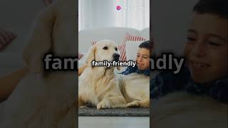 Golden Retrievers vs German Shepherds germanshepherd vs goldenretriever [upl. by Andreana]