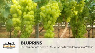 Esiti applicazione di BLUPRINS interruttore di dormienza su uva da tavola della varietà VICTORIA [upl. by Alikee]