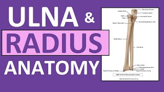 Radius and Ulna Anatomy and Physiology Forearm Bones [upl. by Nylaret409]