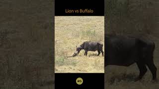 Lion attack Buffalo 1 vs 1 wildanimals shorts [upl. by Gross]