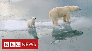 Arctic polar bears quotface nearextinction within decadesquot warn scientists  BBC News [upl. by Elleniad973]