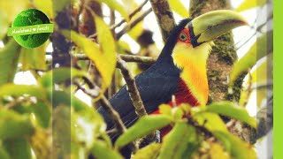 Rainforest Restoration in Brazil’s Atlantic Forest [upl. by Gannon]