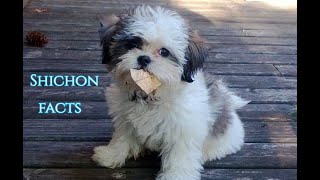 Shichon Facts  Puppies and Full Grown Dogs [upl. by Tapes]