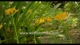 Yellow Nerine Lilies flower in a garden in India in autumn [upl. by Ruperto]