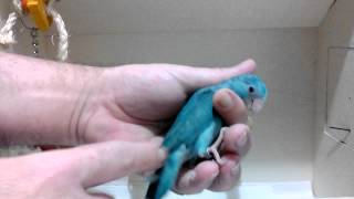 Parrotlets For Sale  Female Blue Parrotlet Babies w757 [upl. by Vokaay]