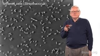 Howard Berg Harvard Part 1 Marvels of Bacterial Behavior  History amp Physics [upl. by Bashuk]