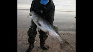 Surfcasting for Stripers  33pounder on a Pencil Popper [upl. by Atsirc82]