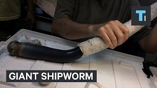 Giant shipworm just gave scientists new clues about some of the weirdest life forms on Earth [upl. by Rhetta454]