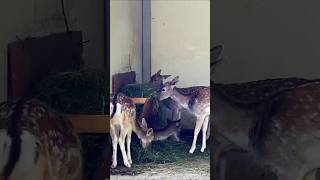 Sika deers eating while being disturbed by annoying flies deer animal wildlife [upl. by Fleischer]