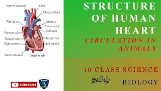 Structure of Human Heart in Tamil I Circulation in Animals I Biology  10 Class  TNSCERT CBSE [upl. by Einapets269]