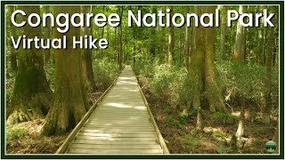 Virtual Hike at Congaree National Park  Walking Boardwalk and Trails through Old Growth Forest [upl. by Alta]