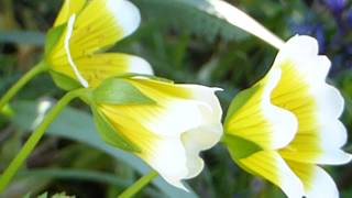 Poached Egg Plant  Limnanthes douglasii  Eggjablóm  Sumarblóm [upl. by Antoinette981]