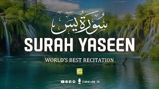 Surah Yasin Yaseen  Best Quran Recitation in the World  36سورۃ یس  Zikrullah TV [upl. by Karlow]