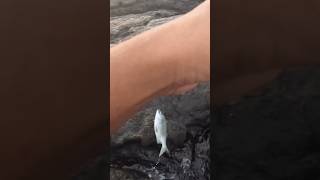 Hawaii best eating reef fish fishing [upl. by Eberta539]