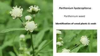 Parthenium hysterophorusParthenium weedIdentification of weed plants amp seedsPart I [upl. by Quennie536]