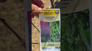 Planting a Eastern Redbud Tree Click arrow to see full video [upl. by Magree371]