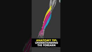 Anatomy Tip Understand the anatomy of the forearm with this simple method [upl. by Burnsed]