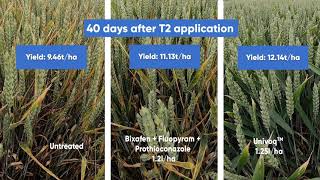 Univoq™ fungicide trial at Sawbridgeworth Hertfordshire [upl. by Vadnee18]