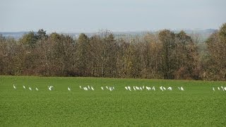 SILBERREIHER am Rückhaltebecken Straußfurt in Thüringen [upl. by Nitsoj146]