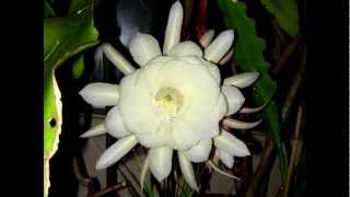 Night Blooming Cereus Epiphyllum oxypetalum 2012 [upl. by Rodavlas]