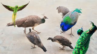 Peacock and peahen feeding with chicks  mor k bacche khorak krty howy  peafowl [upl. by Aristotle]