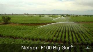 Irrigating Sugarcane with Nelson Irrigation Sprinklers [upl. by Crista]