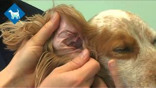 How To Make Home Remedies for Dog Ear Infection [upl. by Acinorev590]