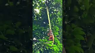 Green Tree Python vs Nevala facts factshorts factsinhindi reels reelsinstagram instagram [upl. by Harrington211]