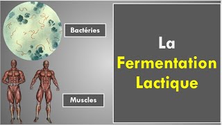 La Fermentation Lactique [upl. by Grania]