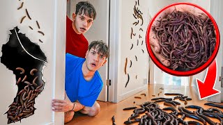 We Found WORMS In Our House [upl. by Ojybbob988]