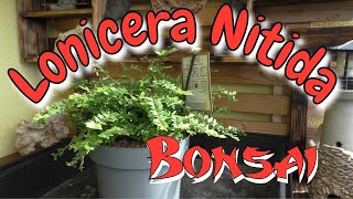 Lonicera Nitida Bonsai [upl. by Fahland980]