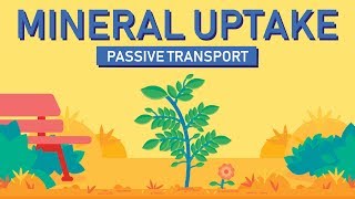 Plant Nutrition Mineral Absorption  Part 1 [upl. by Natale]