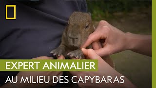 Les capybaras  UNE SAISON AU ZOO [upl. by Yrrad]