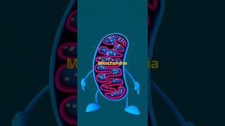 Mitochondria The Cell’s Powerhouse Explained [upl. by Mehalek]