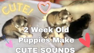 CUTE 2 week old PUPPIES alaskanmalamute [upl. by Collier226]